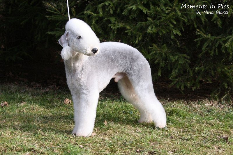 Arc-en-ciel Arlequin 2010-01-23 (1).JPG